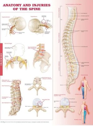 Anatomy and Injuries of the Spine Chart - Image 5