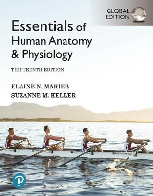 Essentials of Human Anatomy & Physiology, Global Edition, 13e - Image 8