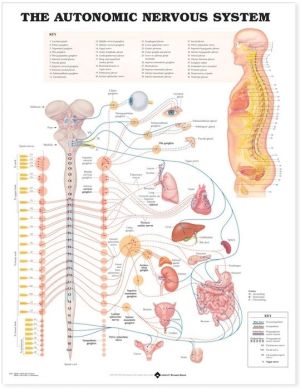 The Autonomic Nervous System Anatomical Chart - Image 10