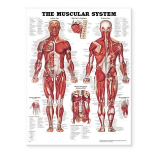 The Muscular System Anatomical Chart - Image 3