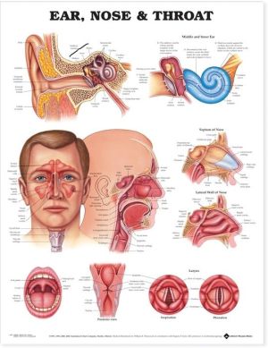 Ear, Nose and Throat Chart - Image 3