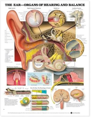 The Ear: Organs of Hearing and Balance Anatomical Chart - Image 4