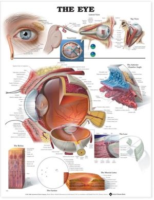 The Eye Anatomical Chart - Image 2