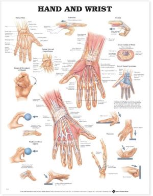 Hand and Wrist Anatomical Chart - Image 4