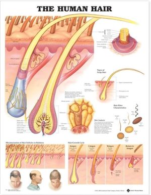 The Human Hair Anatomical Chart - Image 24