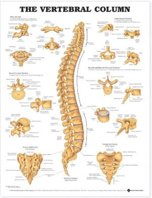 The Vertebral Column Anatomical Chart - Image 3