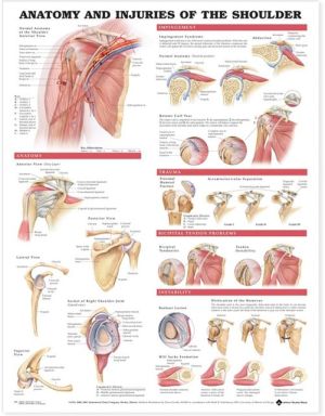 Anatomy and Injuries of the Shoulder Anatomical Chart - Image 6