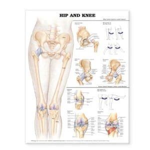 Hip and Knee Anatomical Chart, 2e - Image 3