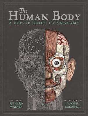 The Human Body: A Pop-Up Guide to Anatomy - Image 4