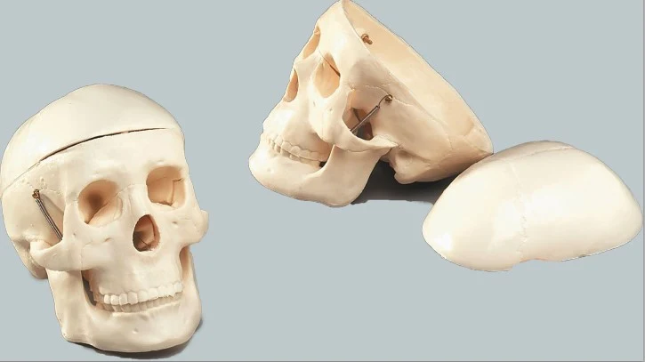 Bone Model-Miniature Plastic Skull-3 Part-Sciedu (CM) 12x11x8