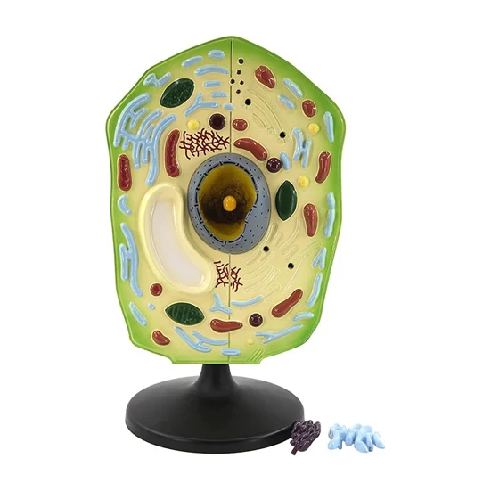 Biology Model-Model of Plant Cell-Sciedu (CM):43x27x23